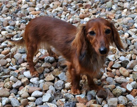 女の子-純血ドイツダックス｜teas-dachs【ティーズダックス